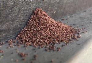 Frass atau kotoran rayap kayu kering yang menumpuk di sekitar material kayu