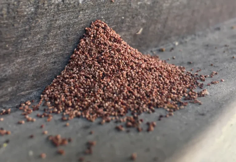 Frass atau kotoran rayap kayu kering yang menumpuk di sekitar material kayu
