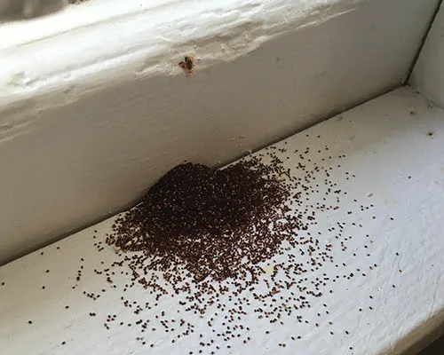 Tanda paling khas dari rayap kayu kering adalah munculnya butiran kecil seperti pasir, merica, atau serbuk kasar.