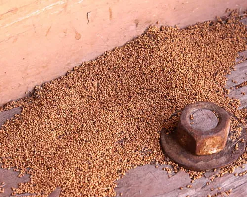Kotoran rayap kayu kering yang menumpuk di sekitar material kayu