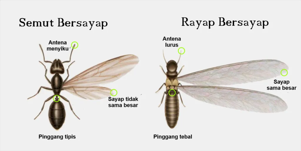 perbedaan rayap dan semut
