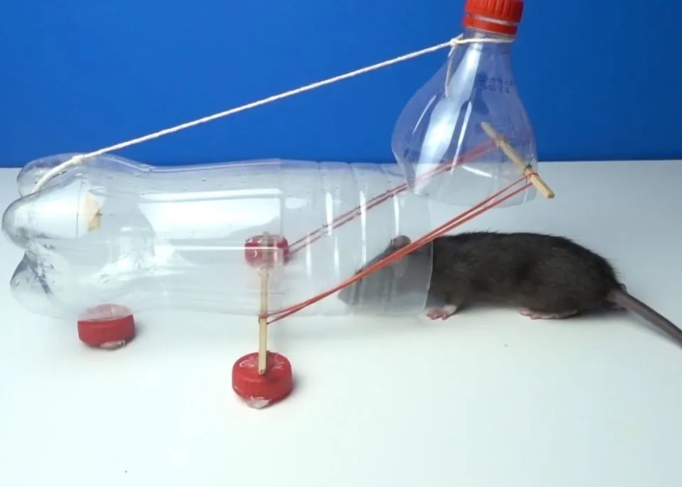 Jebakan tikus dari botol plastik bekas sebagai perangkap sederhana untuk tikus kecil