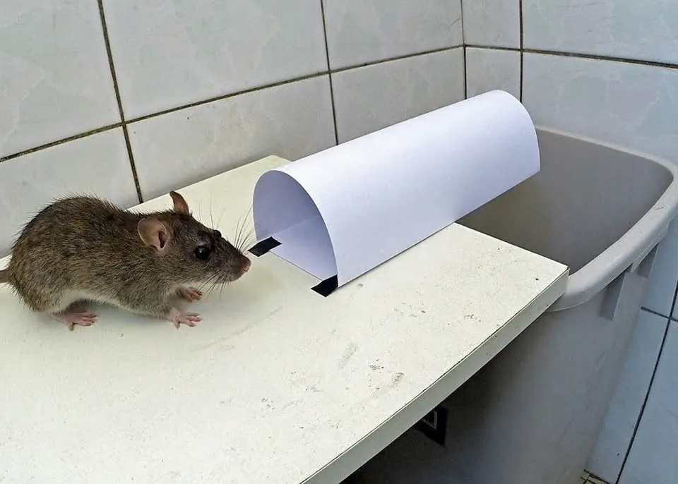 Perangkap tikus sederhana menggunakan kertas sebagai pijakan jebakan di atas wadah