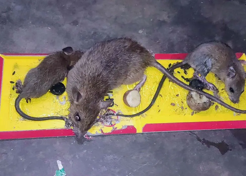 Tikus tertangkap pada papan lem tikus di jalur aktif rumah