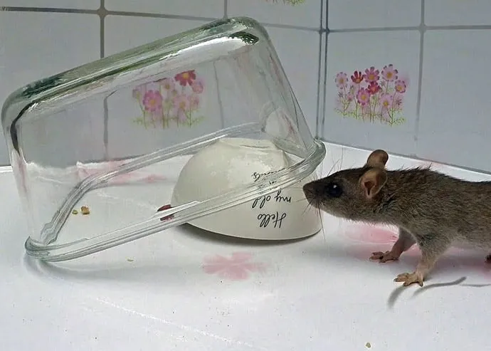 Tikus mendekati perangkap sederhana dengan mangkok dan umpan di dapur