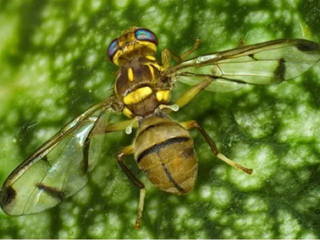 Lalat buah Drosophila pada daun sebagai contoh lalat kecil yang sering muncul di buah matang