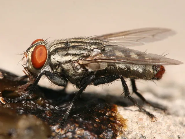 Lalat daging dari famili Sarcophagidae yang sering muncul pada bahan organik membusuk