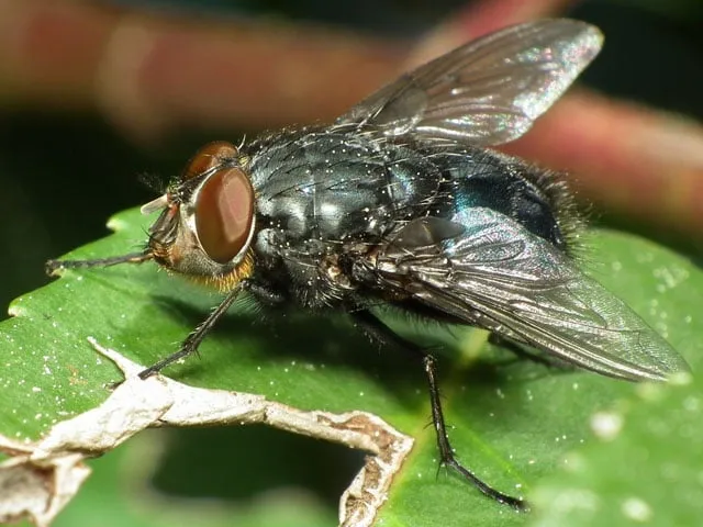 Lalat hijau Calliphora vomitoria dengan tubuh metalik mengilap