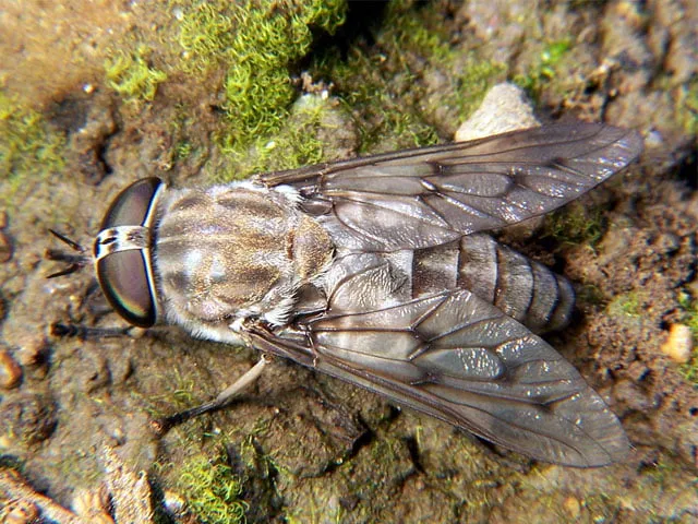 Lalat kuda famili Tabanidae dengan mata besar dan tubuh kuat