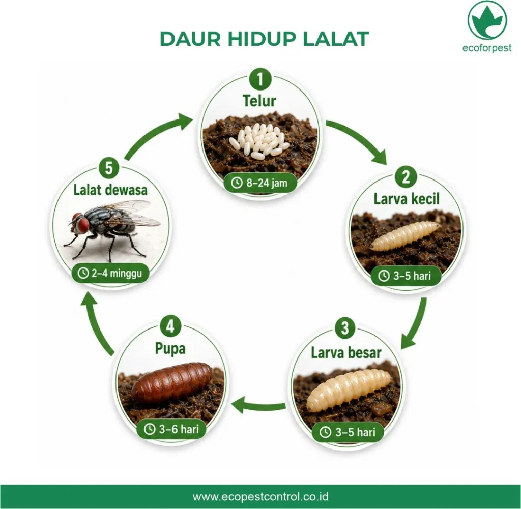 ilustrasi daur hidup lalat