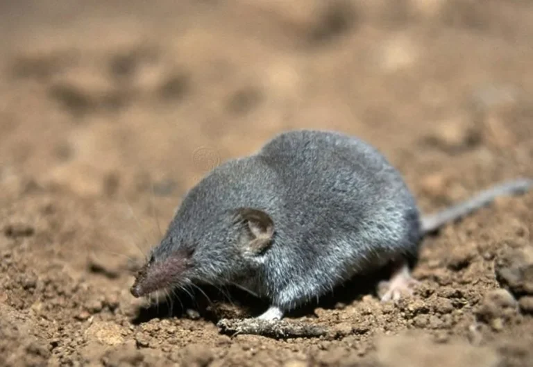 Tikus curut di tanah yang dapat masuk rumah melalui celah kecil dan area lembap