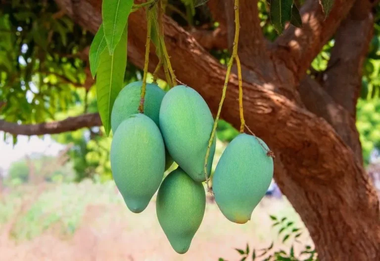 Pohon mangga yang perlu diperiksa saat terdapat tanda rayap di batang atau pangkal pohon
