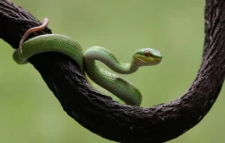 jenis ular hijau di bali
