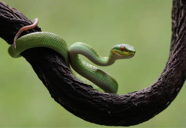 jenis ular hijau di bali