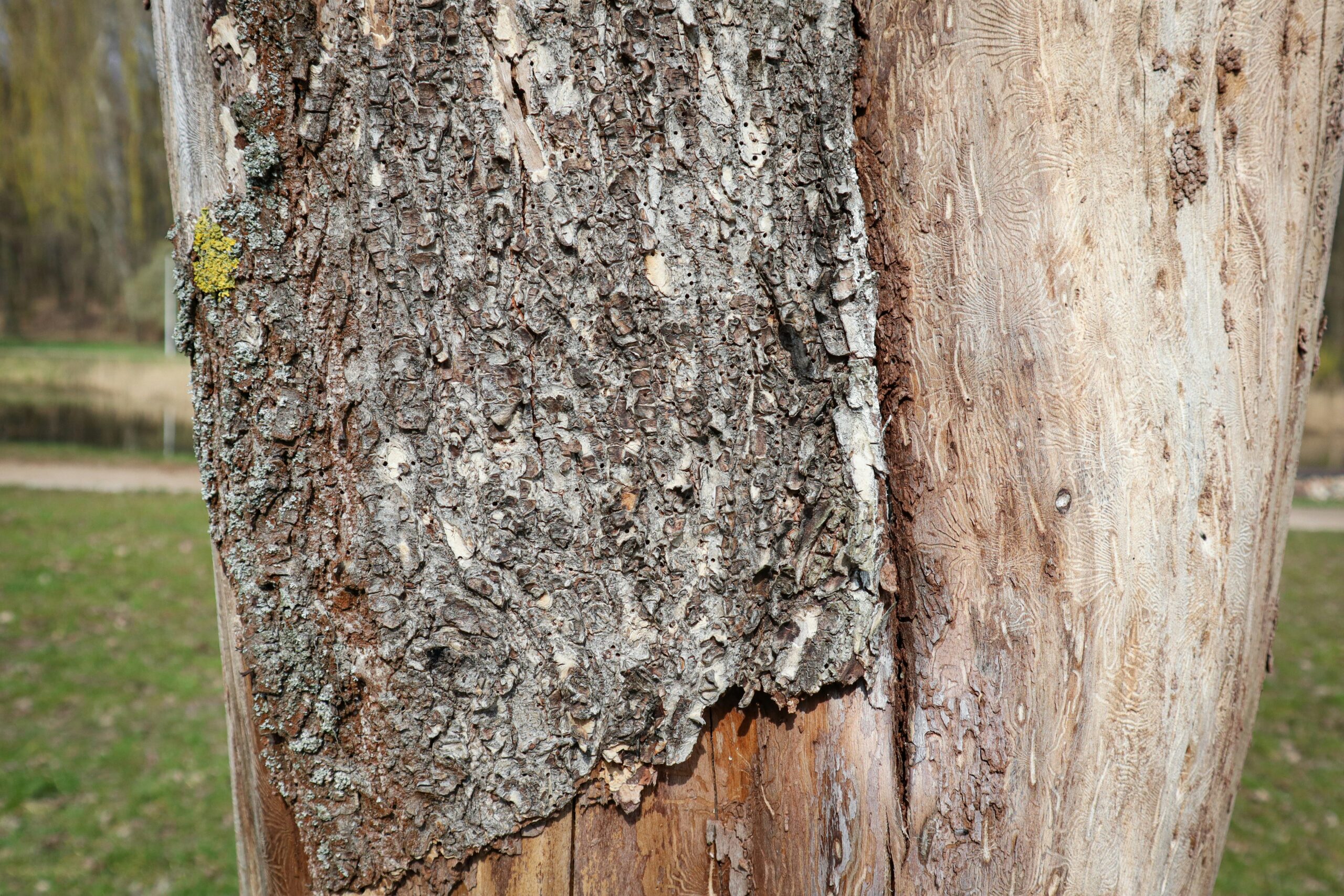 Jasa Perlindungan Kayu Anti Rayap di Bali: Solusi Terbaik untuk Melindungi Properti Anda