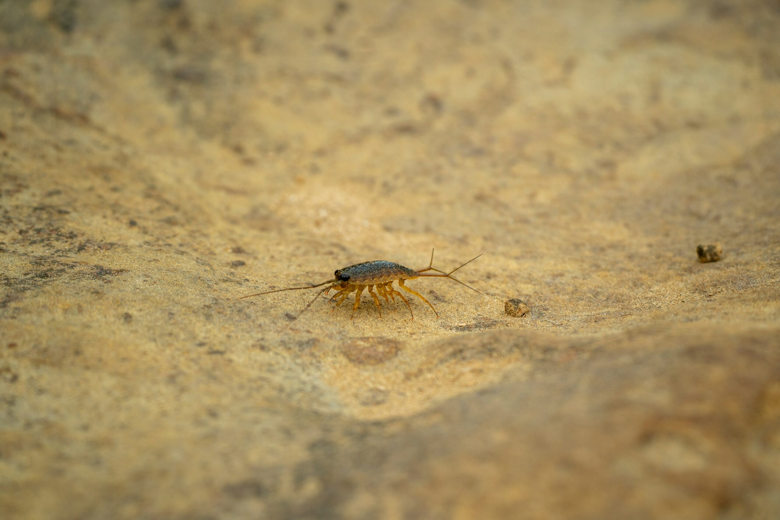 Anti Rayap untuk Rumah Baru Bali: Lindungi Investasi Properti Anda Sejak Awal