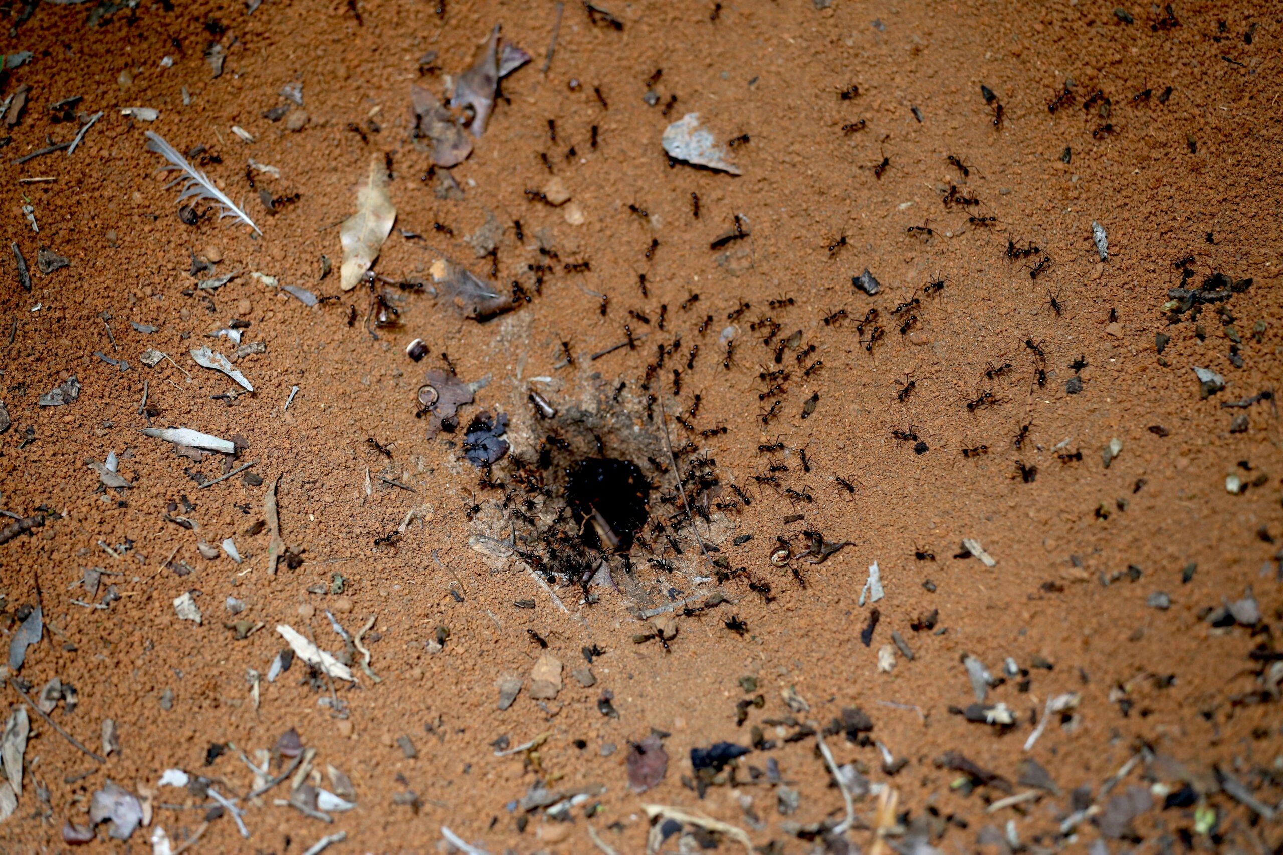 Jasa Anti Rayap dengan Garansi Bali: Perlindungan Maksimal untuk Rumah Anda