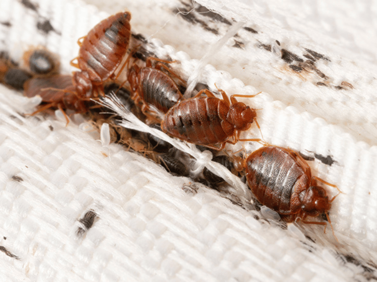 Jasa Pembasmi Kutu Kasur (Bed Bugs) di Bali: Solusi Profesional dan Efektif