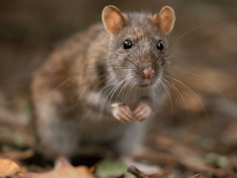 Jasa Pengendalian Tikus di Bali: Cara Efektif Mengatasi Masalah Tikus di Rumah dan Properti