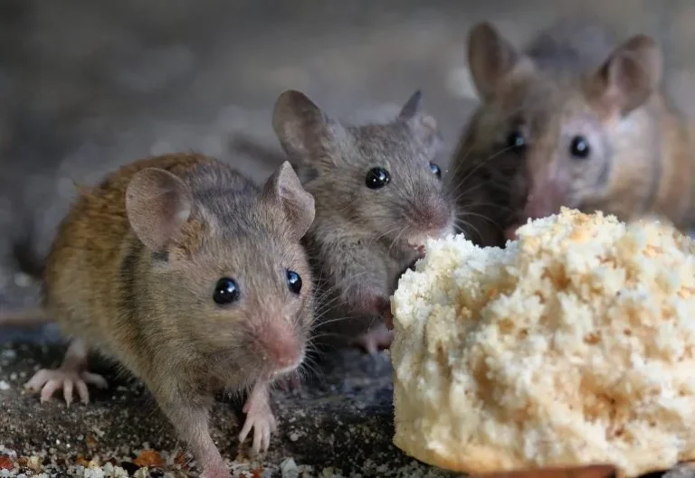 bahaya tikus dan cara mengusirnya