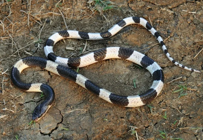 Bungarus candidus