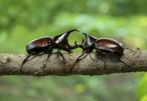 Kumbang badak dewasa Oryctes rhinoceros pada ranting pohon