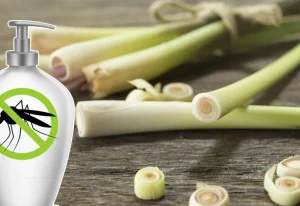 Batang serai dan lotion sebagai ilustrasi cara membuat lotion anti nyamuk dengan serai