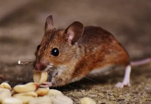 Tikus memakan umpan kacang sebagai ilustrasi cara menangkap tikus dengan perangkap yang tepat