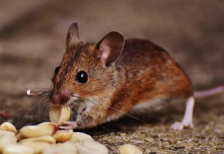 Tikus memakan umpan kacang sebagai ilustrasi cara menangkap tikus dengan perangkap yang tepat