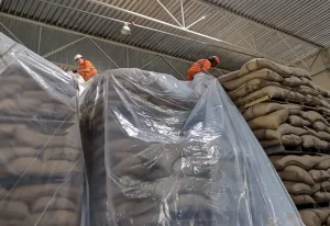 Proses fumigasi untuk mengatasi hama gudang pada tumpukan komoditas