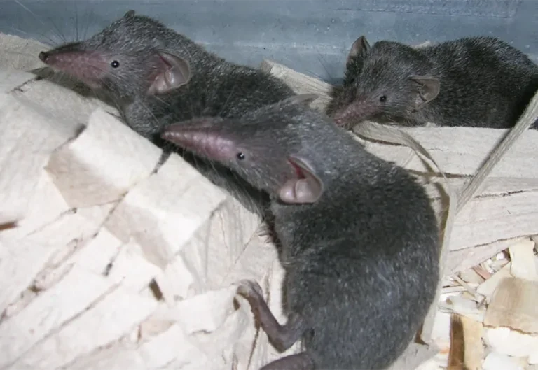 Tikus curut di atas serpihan kayu sebagai ilustrasi cara mengusir curut dari rumah