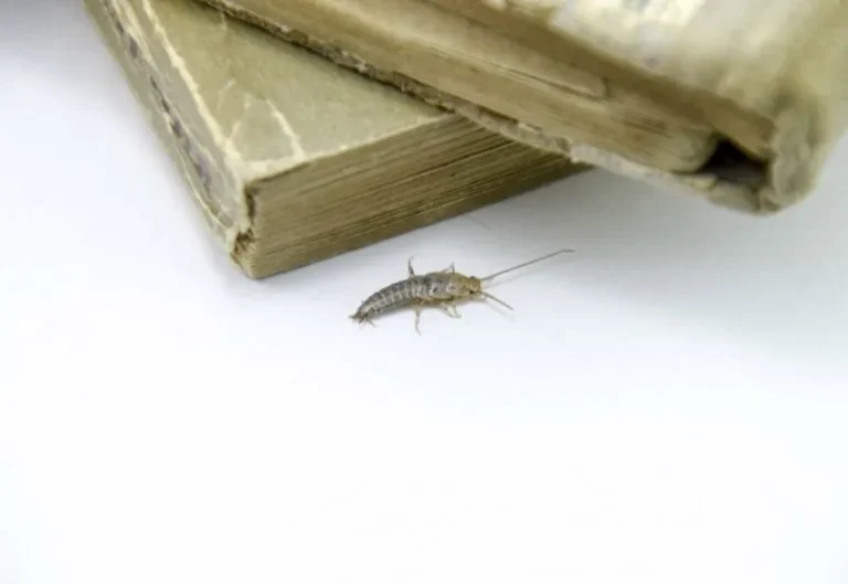 Gegat atau silverfish di dekat buku lama yang berisiko merusak kertas