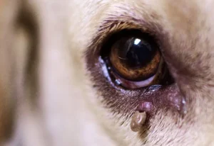 Mengenal Jenis Kutu pada Anjing & Cara Membasminya