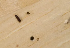 Teter kayu dan lubang kecil pada permukaan kayu yang perlu ditangani agar tidak merusak furnitur