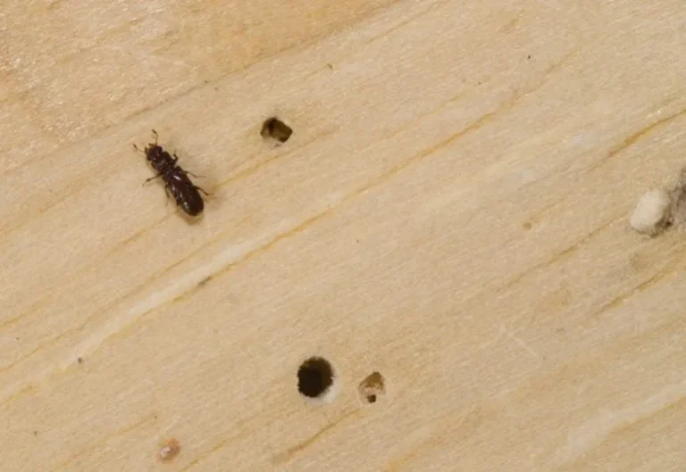 Teter kayu dan lubang kecil pada permukaan kayu yang perlu ditangani agar tidak merusak furnitur