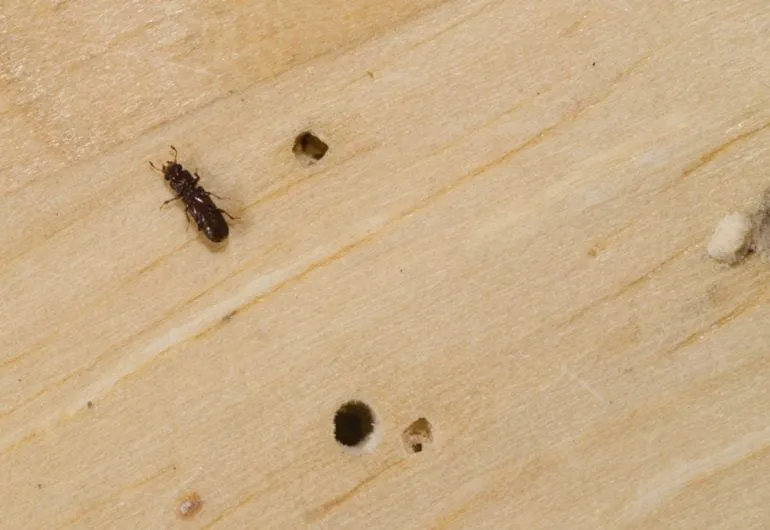 Teter kayu dan lubang kecil pada permukaan kayu yang perlu ditangani agar tidak merusak furnitur