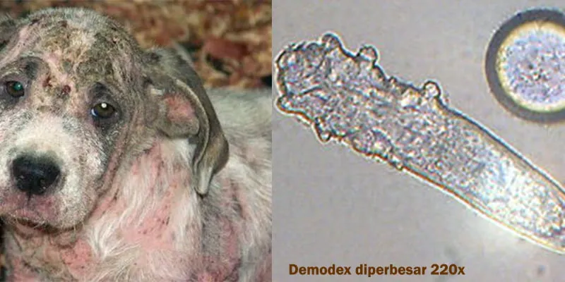 Demodex pada anjing yang menyebabkan bulu rontok dan gangguan kulit