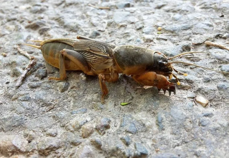 Orong-orong atau Gryllotalpa gryllotalpa dengan kaki depan penggali di permukaan tanah