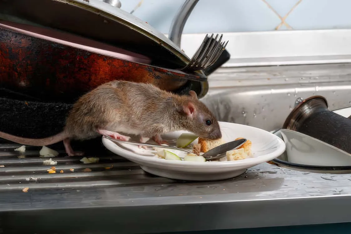 hama tikus berjalan di tumpukan piring kotor dekat dengan kitchen sink