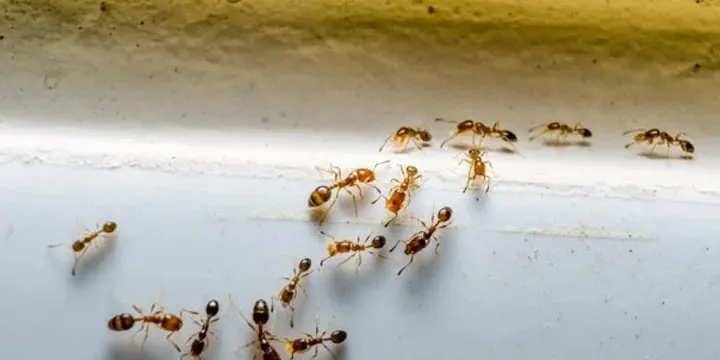 Semut gula kecil di area bangunan sebagai jenis semut yang tertarik makanan manis