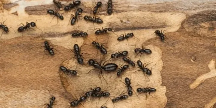Semut tukang kayu berwarna hitam pada kayu sebagai jenis semut yang dapat bersarang di kayu lembap