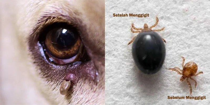 Caplak pada anjing dan kucing sebelum dan setelah mengisap darah