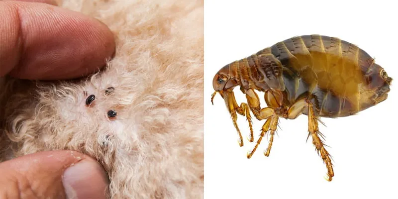 Pinjal atau flea pada bulu anjing dan kucing