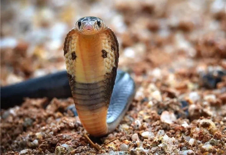 Naja sputatrix
