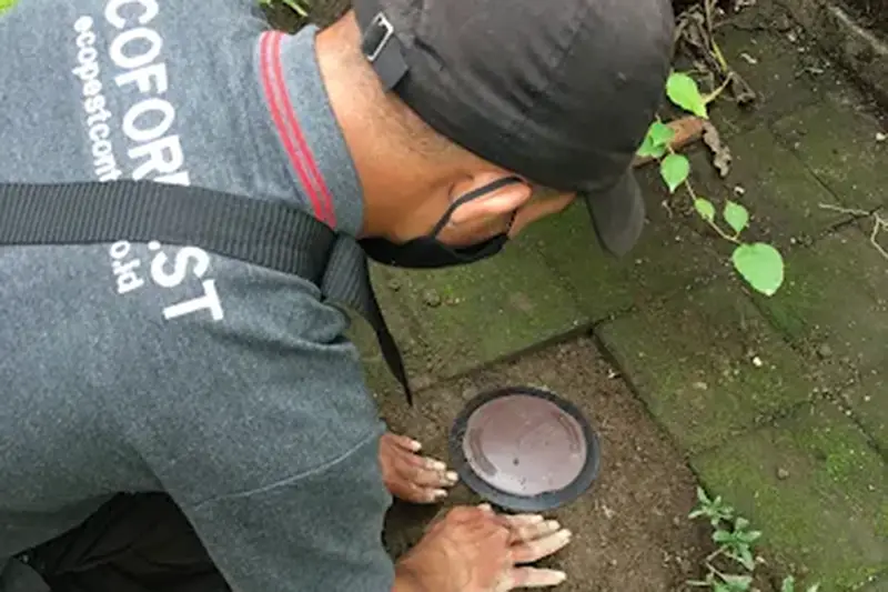 pemasangan umpan rayap oleh teknisi ecoforpest untuk memaksimalkan hasil terbaik...............................................