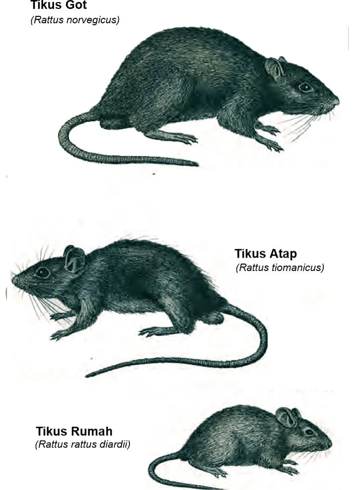 Perbedaan jenis tikus rumah, tikus got, dan mencit yang sering menjadi hama pemukiman