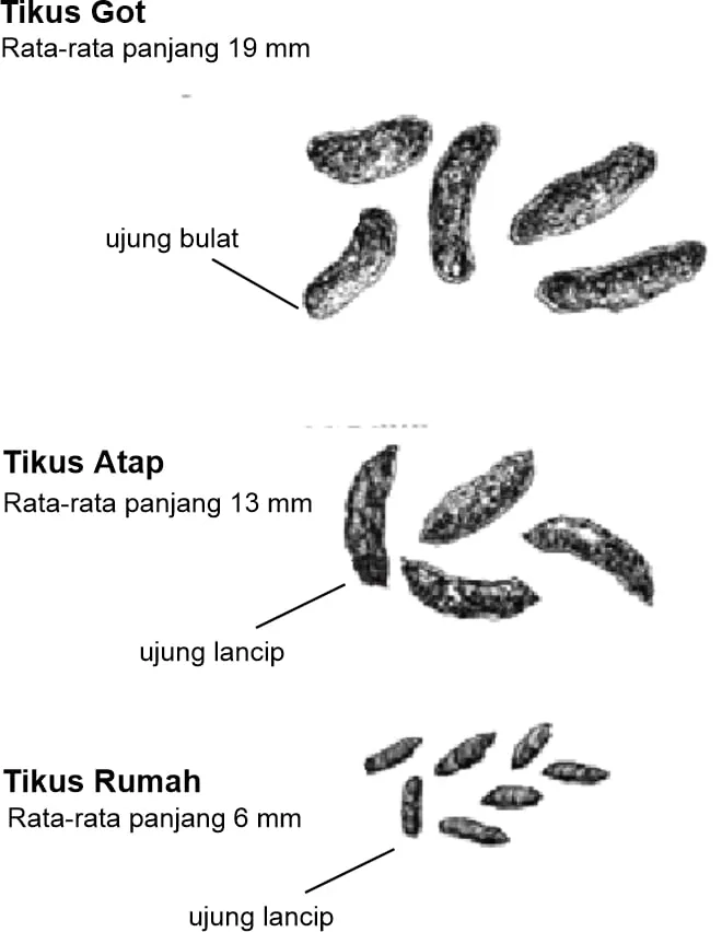 Perbedaan bentuk kotoran tikus untuk membantu mengenali jenis tikus di rumah