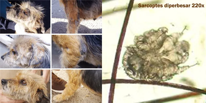 Sarcoptes pada anjing yang menyebabkan gatal dan kerusakan kulit