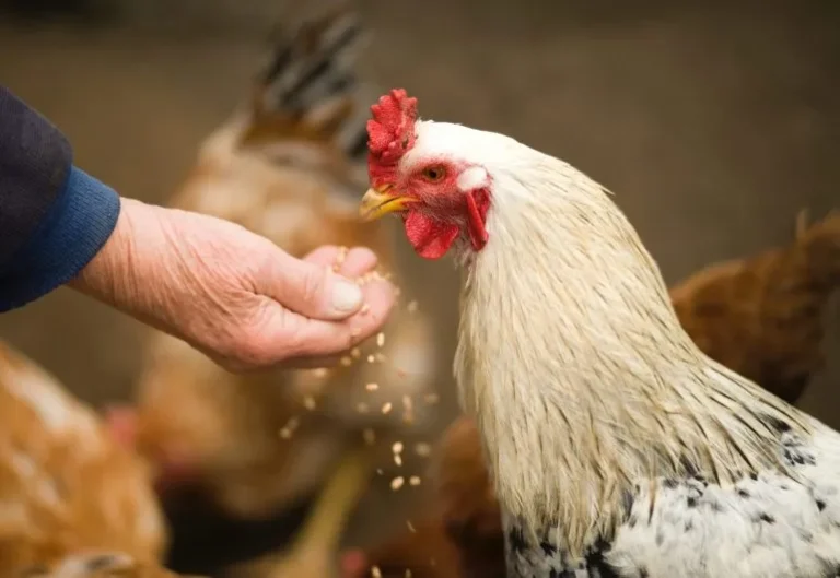 Ayam yang perlu diperiksa dan dirawat untuk mencegah serangan gurem pada kandang