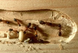 Semut tukang kayu di dalam galeri kayu yang perlu dibasmi dari sumber sarangnya